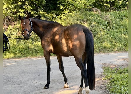 Trakehner, Wallach, 3 Jahre, 163 cm, Brauner
