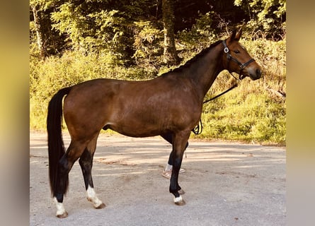 Trakehner, Wallach, 3 Jahre, 163 cm, Brauner