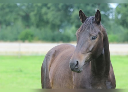 Trakehner, Wallach, 3 Jahre, 163 cm, Dunkelbrauner