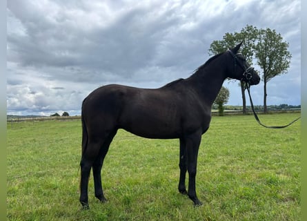Trakehner, Wallach, 3 Jahre, 164 cm, Rappe