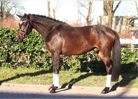 Trakehner, Wallach, 3 Jahre, 165 cm, Dunkelbrauner
