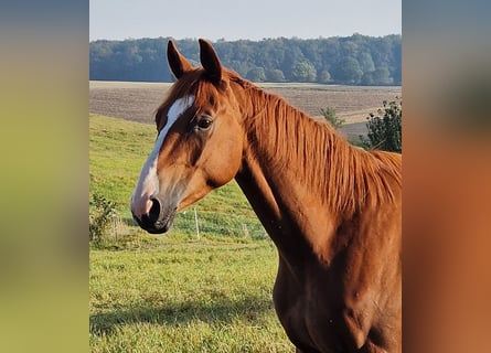 Trakehner, Wallach, 3 Jahre, 165 cm, Fuchs