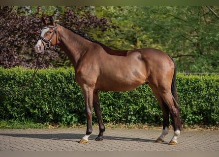 Trakehner, Wallach, 3 Jahre, 167 cm, Brauner