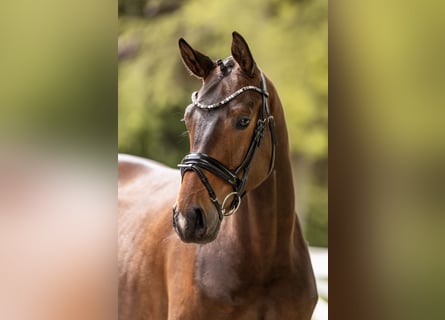Trakehner, Wallach, 3 Jahre, 167 cm, Brauner