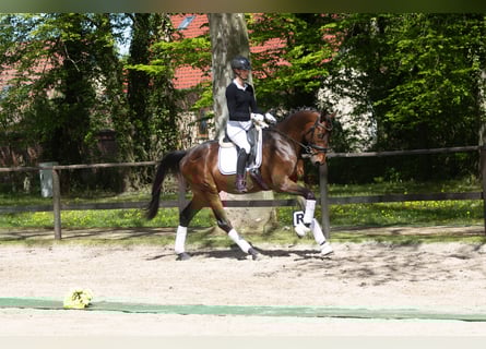 Trakehner, Wallach, 3 Jahre, 167 cm, Brauner