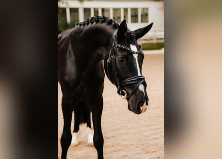 Trakehner, Wallach, 3 Jahre, 167 cm, Rappe