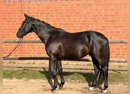Trakehner, Wallach, 3 Jahre, 167 cm, Rappe