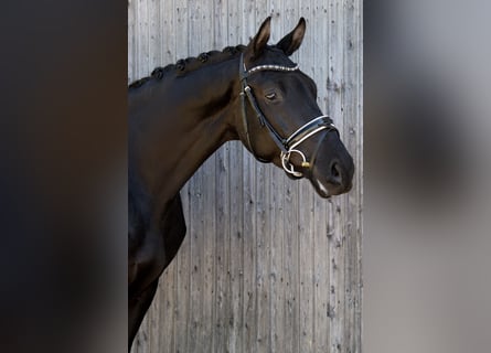 Trakehner, Wallach, 3 Jahre, 167 cm, Rappe