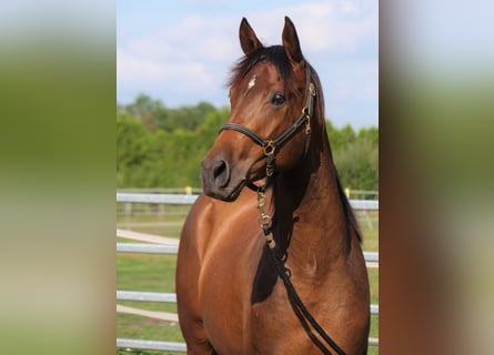 Trakehner, Wallach, 3 Jahre, 168 cm, Brauner