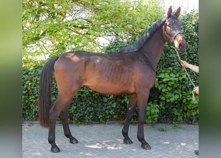 Trakehner, Wallach, 3 Jahre, 168 cm