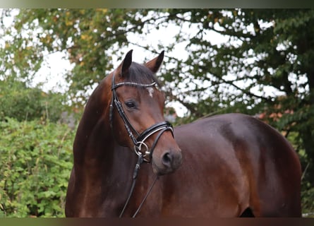 Trakehner, Wallach, 3 Jahre, 168 cm, Dunkelbrauner