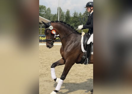 Trakehner, Wallach, 3 Jahre, 168 cm, Dunkelbrauner