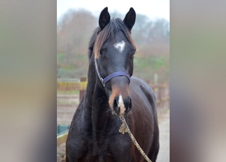 Trakehner, Wallach, 3 Jahre, 168 cm, Dunkelbrauner