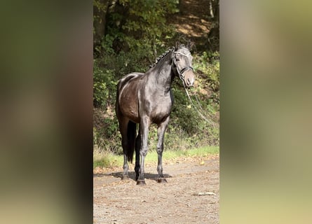 Trakehner, Wallach, 3 Jahre, 168 cm, Schwarzbrauner
