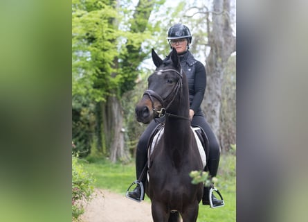 Trakehner, Wallach, 3 Jahre, 168 cm, Schwarzbrauner