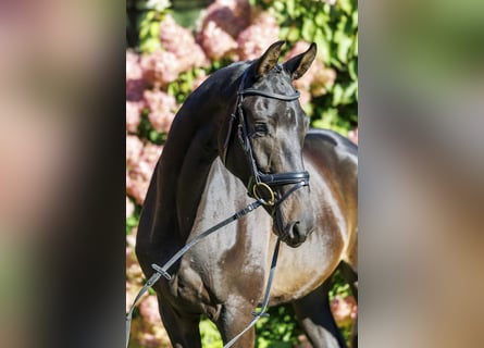 Trakehner, Wallach, 3 Jahre, 169 cm, Dunkelbrauner
