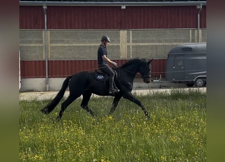 Trakehner, Wallach, 3 Jahre, 169 cm, Schwarzbrauner