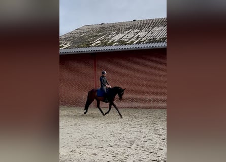 Trakehner, Wallach, 3 Jahre, 170 cm, Brauner