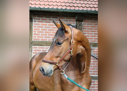 Trakehner, Wallach, 3 Jahre, 170 cm, Brauner