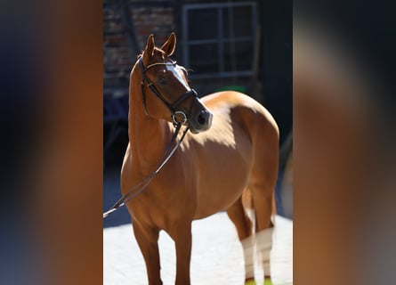 Trakehner, Wallach, 3 Jahre, 170 cm, Fuchs