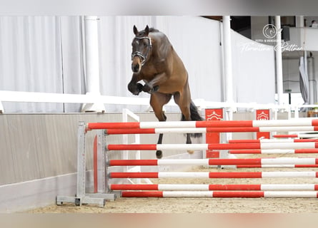 Trakehner, Wallach, 3 Jahre, 171 cm, Brauner