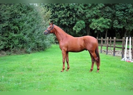 Trakehner, Wallach, 3 Jahre, 172 cm, Fuchs