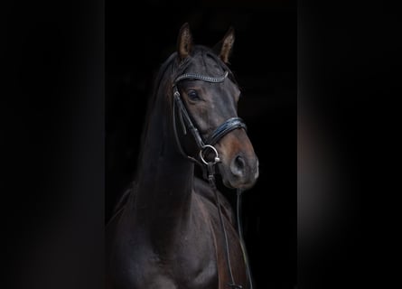Trakehner, Wallach, 4 Jahre, 161 cm, Dunkelbrauner