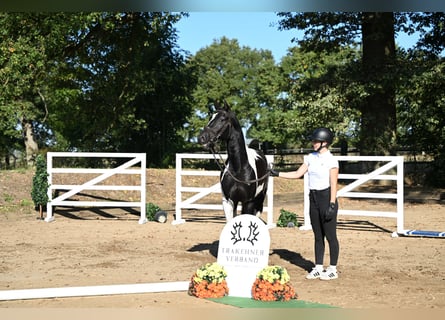 Trakehner, Wallach, 4 Jahre, 162 cm, Schecke