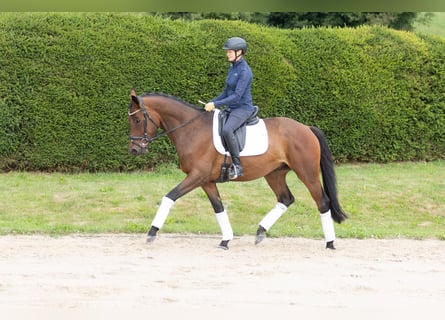 Trakehner, Wallach, 4 Jahre, 164 cm, Brauner
