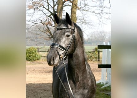 Trakehner, Wallach, 4 Jahre, 164 cm, Schimmel