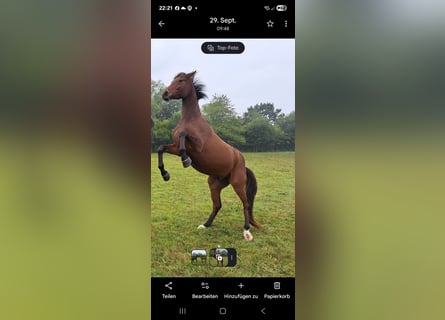 Trakehner, Wallach, 4 Jahre, 165 cm, Brauner
