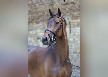 Trakehner, Wallach, 4 Jahre, 165 cm, Brauner