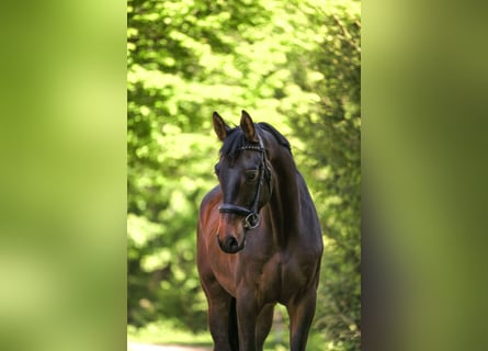 Trakehner, Wallach, 4 Jahre, 166 cm, Dunkelbrauner