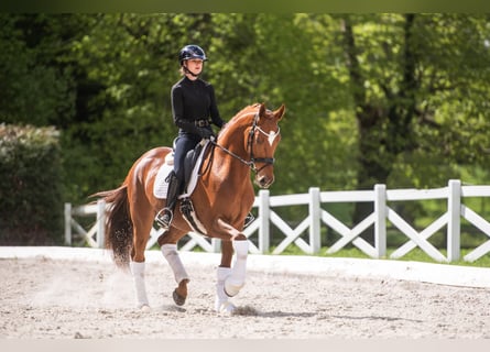 Trakehner, Wallach, 4 Jahre, 167 cm, Fuchs