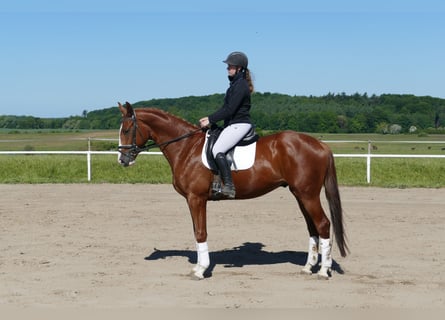 Trakehner, Wallach, 4 Jahre, 168 cm, Fuchs