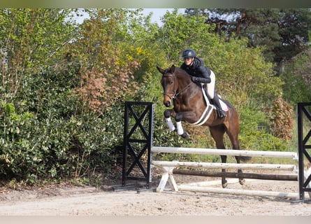Trakehner, Wallach, 4 Jahre, 169 cm, Brauner