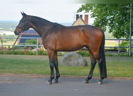 Trakehner, Wallach, 4 Jahre, 170 cm, Brauner