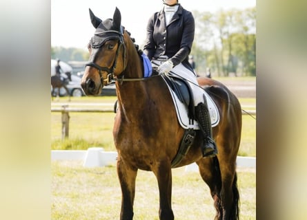 Trakehner, Wallach, 4 Jahre, 170 cm, Brauner