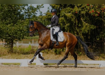 Trakehner, Wallach, 4 Jahre, 170 cm, Brauner