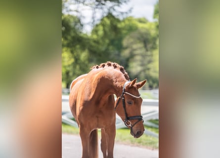 Trakehner, Wallach, 4 Jahre, 171 cm, Fuchs