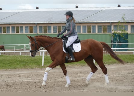 Trakehner, Wallach, 4 Jahre, 171 cm, Fuchs