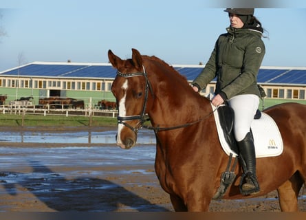 Trakehner, Wallach, 4 Jahre, 172 cm, Dunkelfuchs