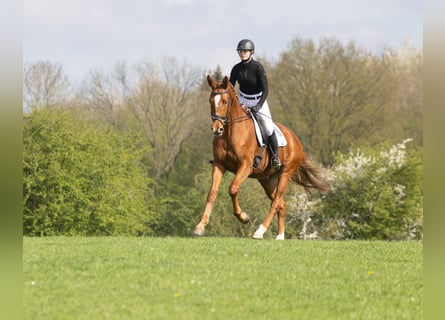 Trakehner, Wallach, 4 Jahre, 172 cm, Fuchs