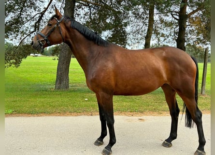 Trakehner, Wallach, 4 Jahre, 174 cm, Dunkelbrauner
