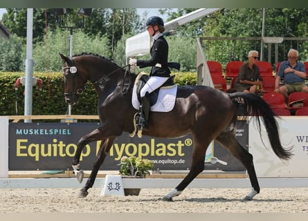 Trakehner, Wallach, 4 Jahre, 175 cm, Brauner