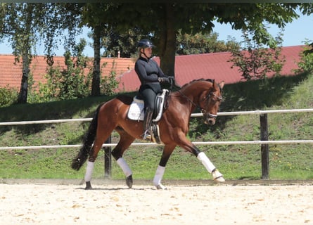 Trakehner, Wallach, 5 Jahre, 163 cm, Brauner