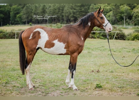 Trakehner, Wallach, 5 Jahre, 163 cm, Overo-alle-Farben