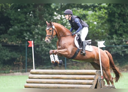 Trakehner, Wallach, 5 Jahre, 164 cm, Fuchs