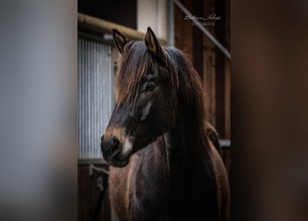 Trakehner, Wallach, 5 Jahre, 165 cm, Dunkelbrauner