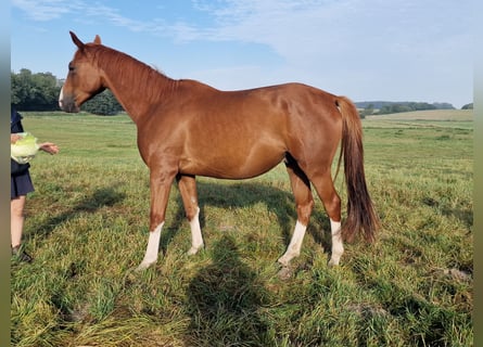 Trakehner, Wallach, 5 Jahre, 165 cm, Fuchs